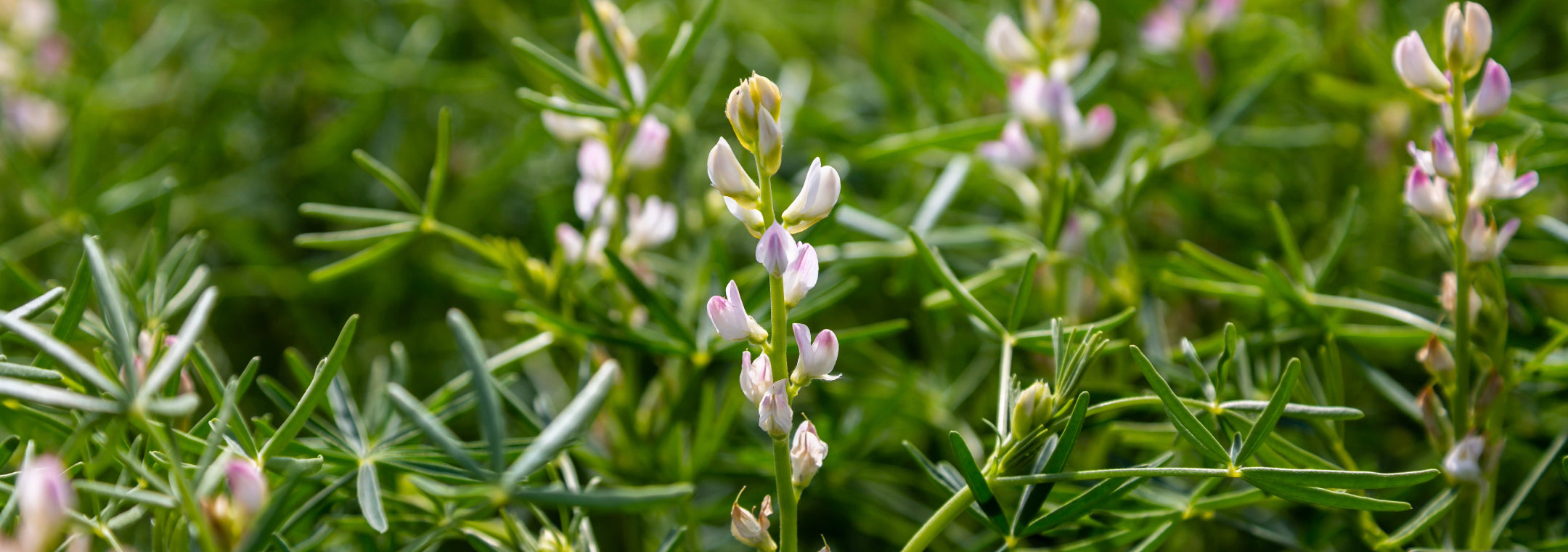 Close-up of a Lupin plant with small white flowers and green leaves