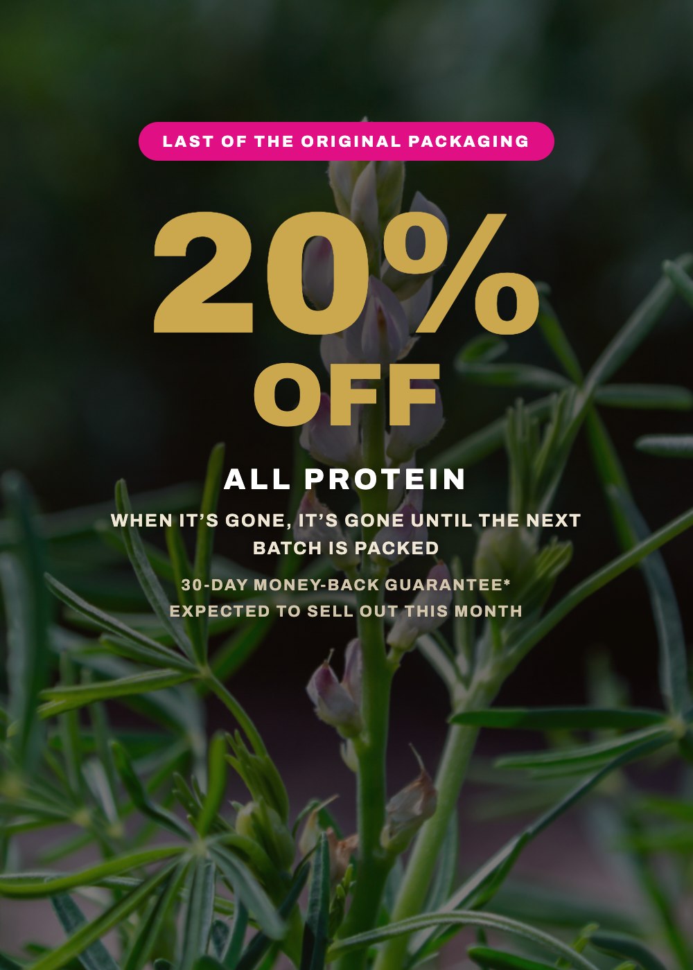 20% off all Lupin Gold protein - lupin plant
