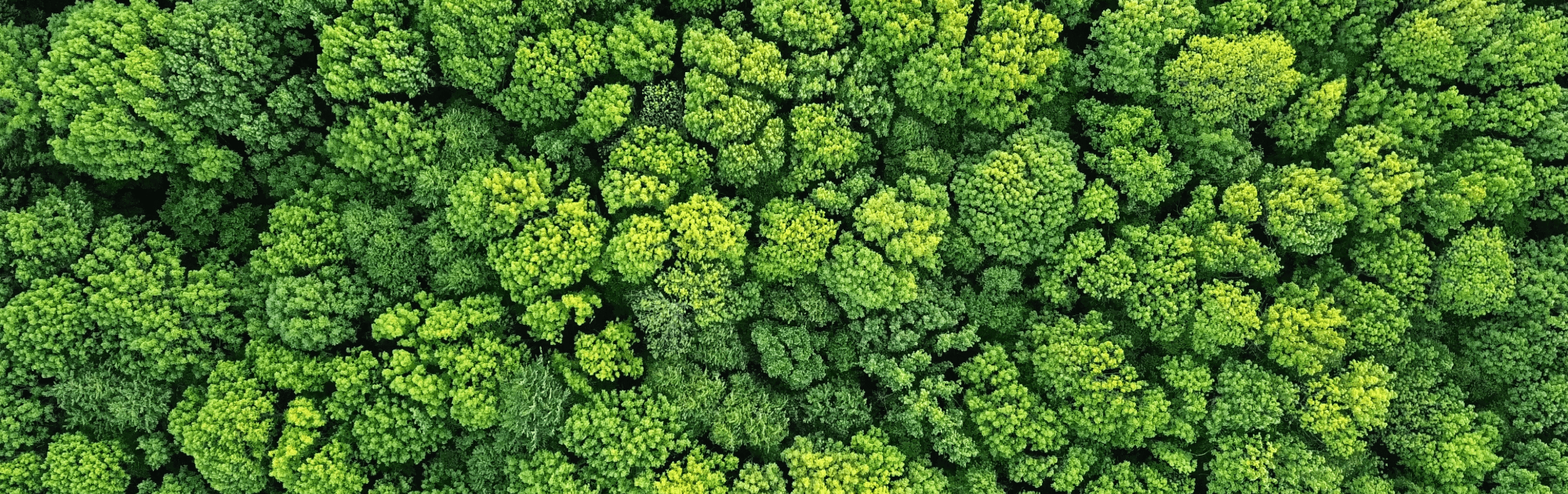 Aerial view of a dense forest with green trees