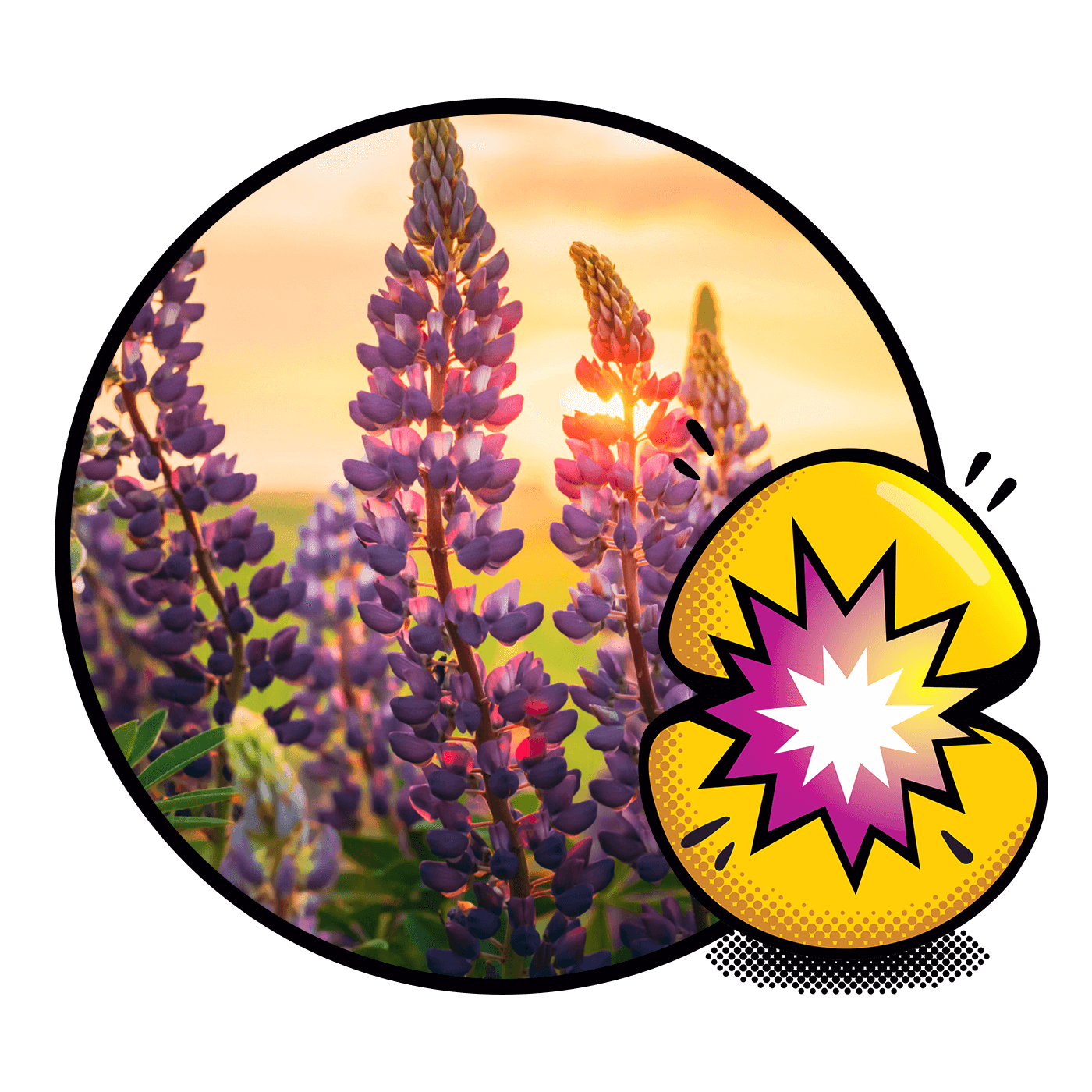 Purple flowers on Lupin plants with a yellow sun and a colorful explosion graphic on the Lupin pulse