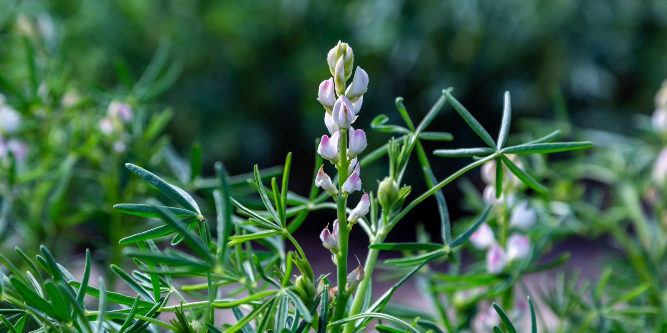 Western Australia grown Lupin plant with small white flowers and green leaves on a blurred natural background