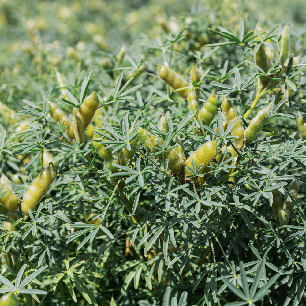 Close-up of Lupin plants with small beans in a field